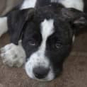 Photo of Morgan ~ Lab X Mastiff Pup (On Trial 20/11/16)