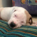 Photo of Arnie