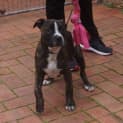 Photo of Molly