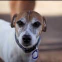 Photo of Cooper ~ Fun Loving Jack Russell (On Trial 4/05/16