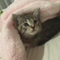 Photo of Ivy *Sunshine Coast*