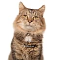 Photo of Lionel, The Best Cat Ever