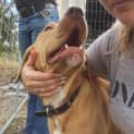 Photo of Yasmin (At Rspca Big Adopt Day Sept 17 Brisbane)