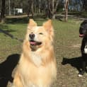 Photo of Angel ~ Border Collie X ~ On Trial 3/10/16