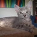 Photo of Lily