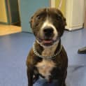 Photo of Achilles ** An Affectionate Lovebug **
