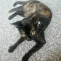 Photo of Narla