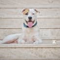 Photo of Bert