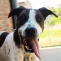 Photo of Milo ** A Gentle Giant **