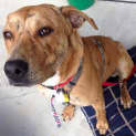 Photo of Tigger