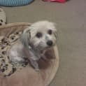 Photo of Nugget