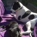 Photo of Shamus