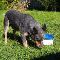 Photo of Calamity (Dog Friendly/Obed. Trained)