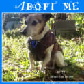 Photo of Betty ~ Senior Foxy (17/10/16 Adopted By Carer)