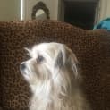 Photo of Coco The Cuddly Affectionate Lap Dog 