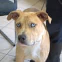 Photo of Drake *** A Lovely Natured Boy ***