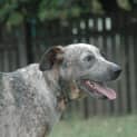 Photo of Bonnie