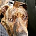 Photo of Bandit **Adopted**