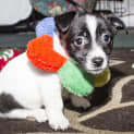 Photo of Ace ~ Mini Foxy X Puppy (On Trial 16/09/16)