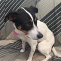 Photo of Ruby **Adopted**