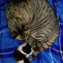Photo of Gulliver