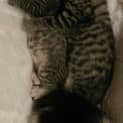 Photo of Amelia