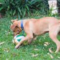 Photo of Dusty ~ Ridgeback X Mastiff X Bull Arab Boy 