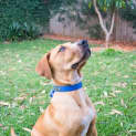 Photo of Dusty ~ Ridgeback X Mastiff X Bull Arab Boy 