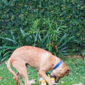 Photo of Dusty ~ Ridgeback X Mastiff X Bull Arab Boy 