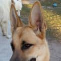 Photo of Daisy
