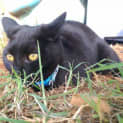 Photo of Poppy