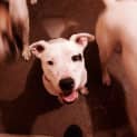 Photo of Dash *Adoption Pending*