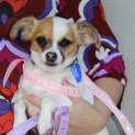 Photo of Pixie & Poppy ~ Chihuahua Pair (Trial 9/12/16)