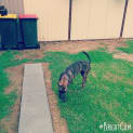 Photo of Flynn ** A Cat Friendly Gentle Boy **