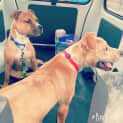 Photo of Boof *** Cat Friendly & A Love Bug ***