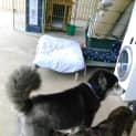 Photo of Flynn ** A Cat Friendly Gentle Boy **