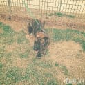 Photo of Flynn ** A Cat Friendly Gentle Boy **