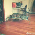 Photo of Flynn ** A Cat Friendly Gentle Boy **