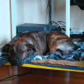 Photo of Flynn ** A Cat Friendly Gentle Boy **