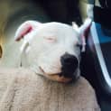 Photo of Dash *Adoption Pending*