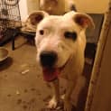 Photo of Dash *Adoption Pending*