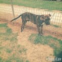 Photo of Flynn ** A Cat Friendly Gentle Boy **