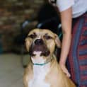 Photo of Boof *** Cat Friendly & A Love Bug ***
