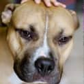 Photo of Boof *** Cat Friendly & A Love Bug ***