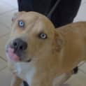 Photo of Drake *** A Lovely Natured Boy ***