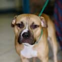 Photo of Boof *** Cat Friendly & A Love Bug ***