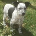 Photo of Tux