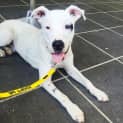 Photo of Dash *Adoption Pending*