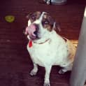 Photo of Peppa **Adopted**