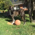 Photo of Lexie (Dog/Child Friendly)